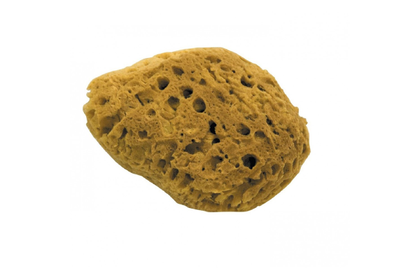 Natural sponge for giving a coral effect 210 mm